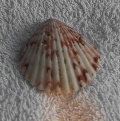 Argopecten ventricosus