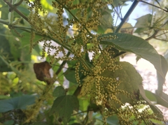 Dioscorea oppositifolia