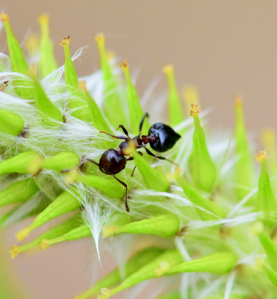 Cherry Acrobat Ant