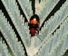 Monolepta rubrofasciata