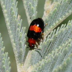 Monolepta rubrofasciata