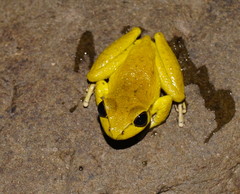 Ranoidea lesueuri