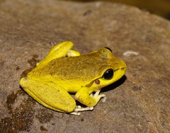 Ranoidea lesueuri