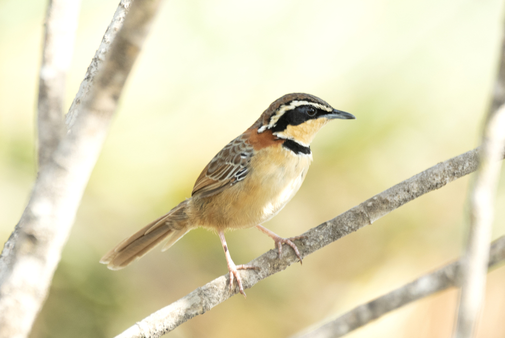 Collared Crescentchest photo