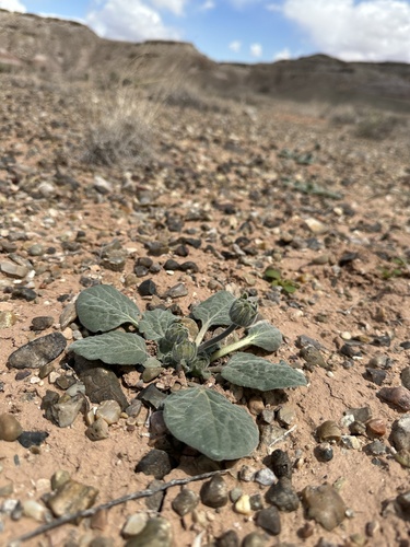 Image of Encelia nutans by (c) Matt Berger, some rights reserved (CC BY)
