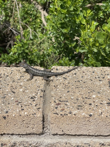 iNaturalist observation photo of Western Fence Lizard