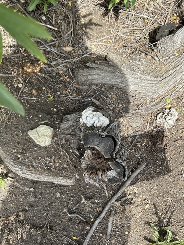 iNaturalist observation photo of splitgill mushroom