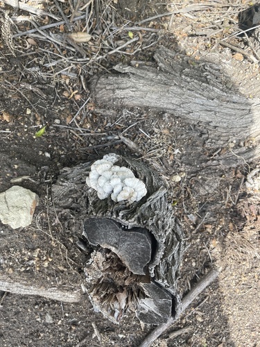 iNaturalist observation photo of splitgill mushroom