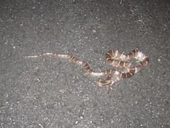 Plestiodon kishinouyei