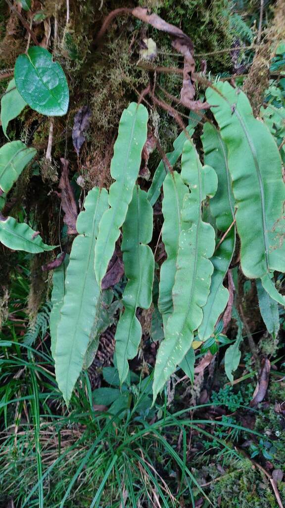 Elaphoglossum cuspidatum