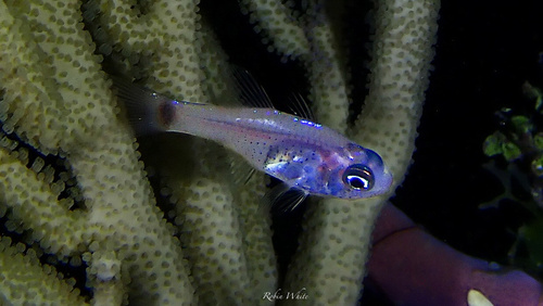Dusky cardinalfish (Phaeoptyx conklini) — Apogonidae