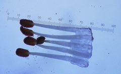 Pelargonium auritum auritum