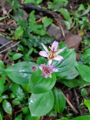 Tricyrtis