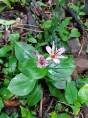 Tricyrtis