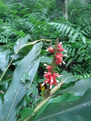 Alpinia shimadae