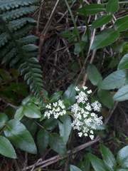 Scandia rosifolia