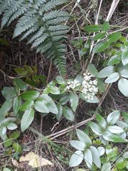 Scandia rosifolia