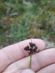 Juncus sonderianus