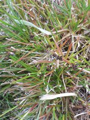 Juncus sonderianus