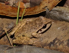 Pelodryadidae