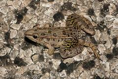Lithobates sphenocephalus utricularius