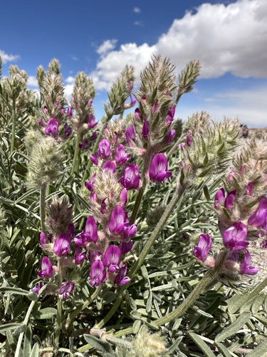 Image of Astragalus flavus by (c) Matt Berger, some rights reserved (CC BY)