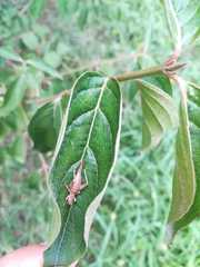 Arachnocephalus vestitus