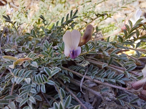 Cliff Palace milkvetch (Astragalus deterior)