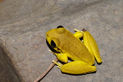 Ranoidea lesueuri