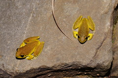 Ranoidea lesueuri
