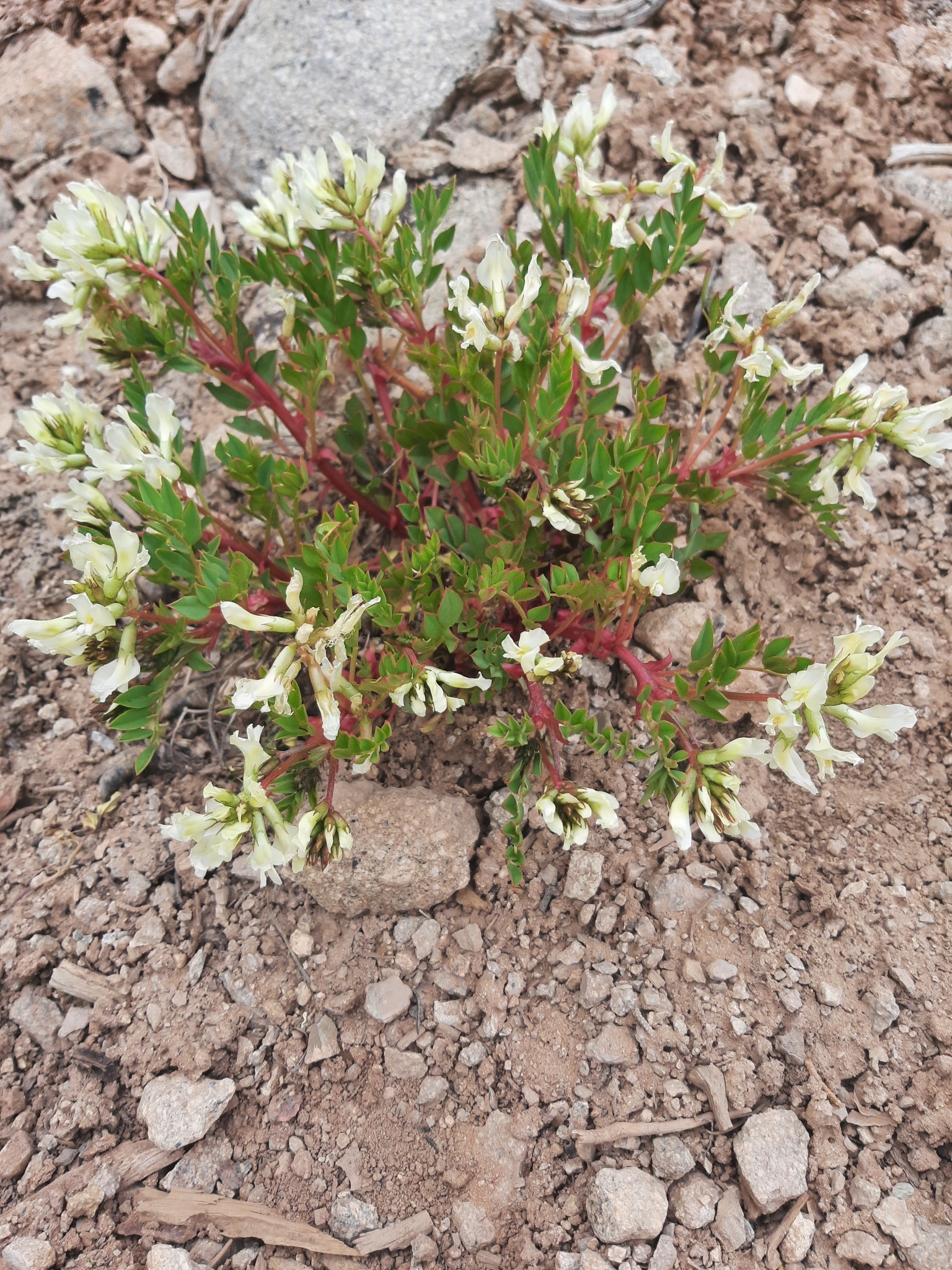 Astragalus iselyi