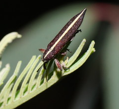 Rhinotia suturalis