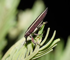 Rhinotia suturalis