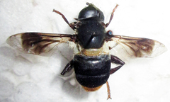 Senaspis haemorrhoa