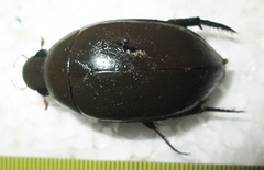 Hydrophilus senegalensis