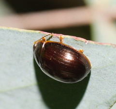 Paropsisterna rufipes