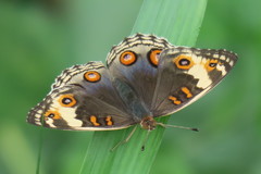 Junonia orithya wallacei