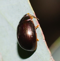 Paropsisterna rufipes