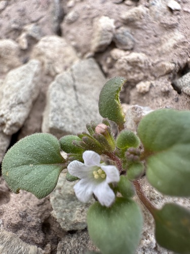 Image of Phacelia demissa by (c) Matt Berger, some rights reserved (CC BY)