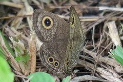 Ypthima baldus newboldi