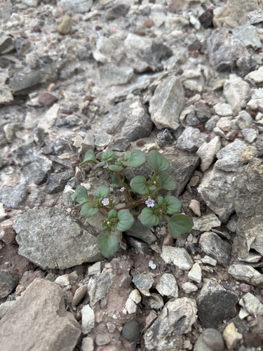 Image of Phacelia demissa by (c) Matt Berger, some rights reserved (CC BY)