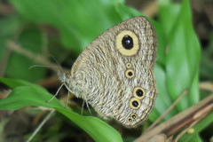 Ypthima baldus newboldi