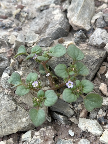 Image of Phacelia demissa by (c) Matt Berger, some rights reserved (CC BY)