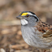 White-throated Sparrow - Photo (c) amuradiaphoto, some rights reserved (CC BY-NC), uploaded by amuradiaphoto