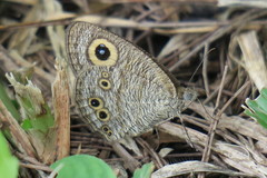 Ypthima baldus newboldi