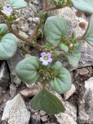 Image of Phacelia demissa by (c) Matt Berger, some rights reserved (CC BY)