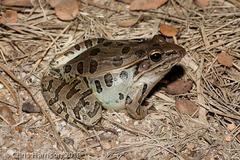 Lithobates sphenocephalus utricularius