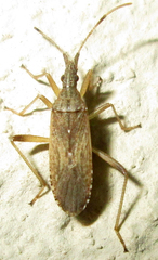 Dicranocephalus