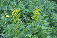 Veratrum lobelianum