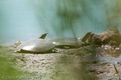 Apalone spinifera guadalupensis